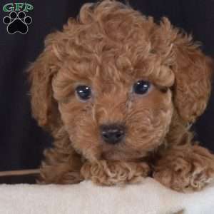 Fritter, Toy Poodle Puppy
