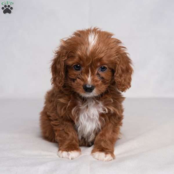 Fritz, Cavapoo Puppy