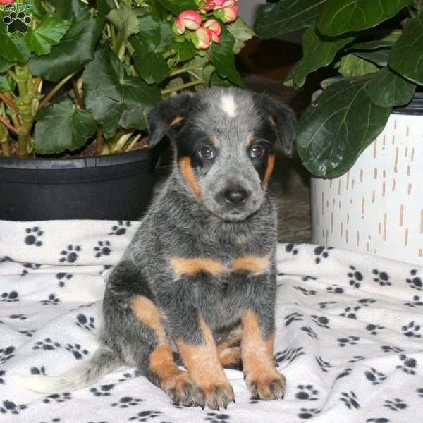 Fritz, Blue Heeler – Australian Cattle Dog Puppy
