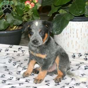 Fritz, Blue Heeler – Australian Cattle Dog Puppy