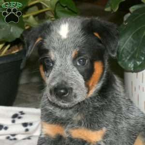 Fritz, Blue Heeler – Australian Cattle Dog Puppy