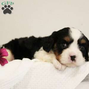 Fudge, Miniature Bernese Mountain Dog Puppy