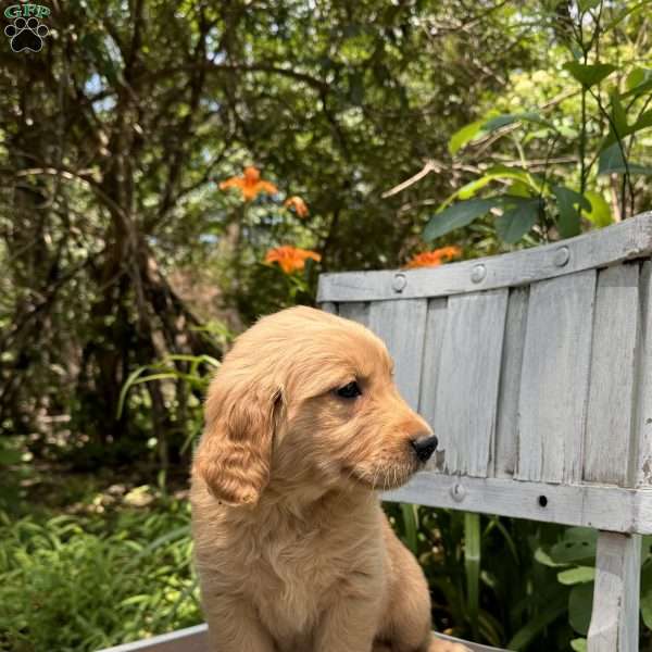 Shelby, Golden Retriever Puppy