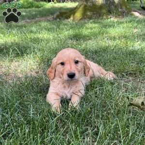 Shelby, Golden Retriever Puppy