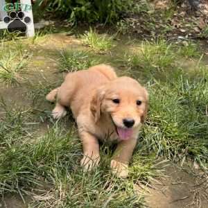 Shelby, Golden Retriever Puppy