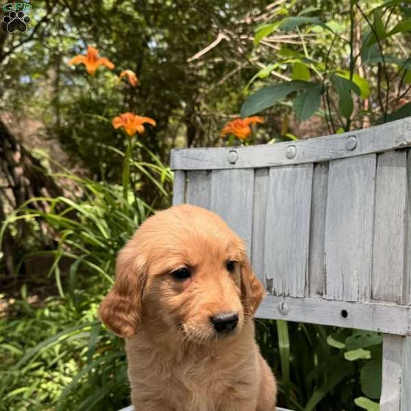 Dexter, Golden Retriever Puppy