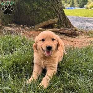 Dexter, Golden Retriever Puppy