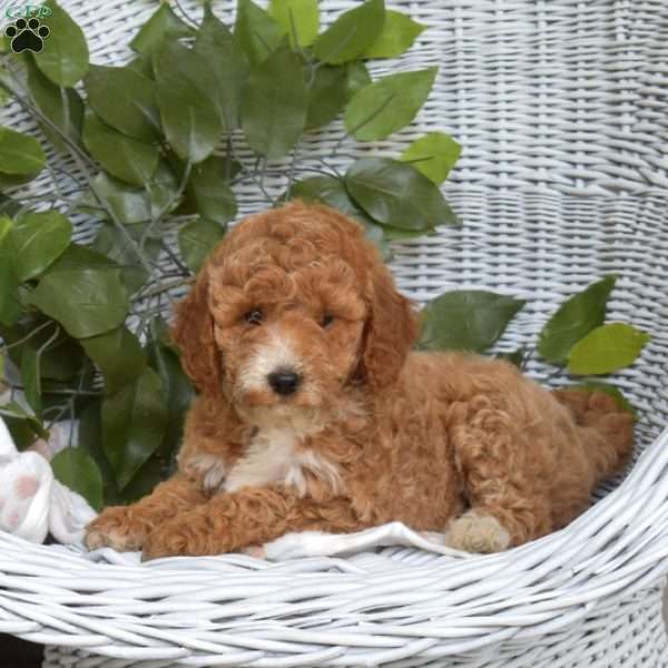 Gabby-F1B, Mini Goldendoodle Puppy
