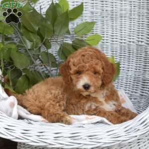 Gabby-F1B, Mini Goldendoodle Puppy