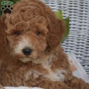 Gabby-F1B, Mini Goldendoodle Puppy
