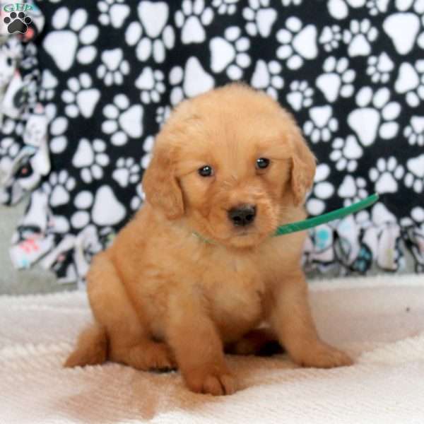 Gabe, Golden Retriever Puppy