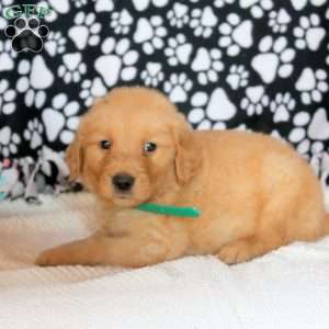 Gabe, Golden Retriever Puppy