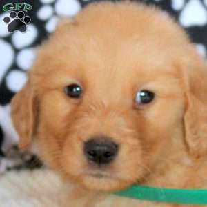 Gabe, Golden Retriever Puppy