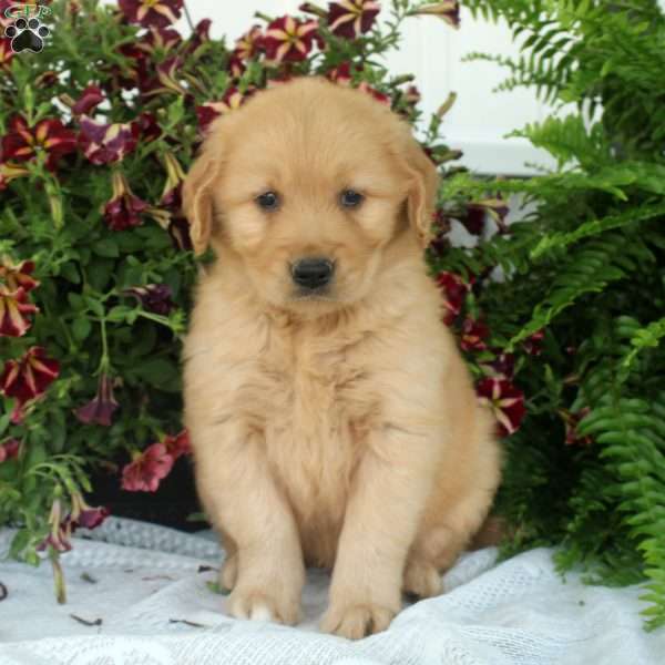 Garry, Golden Retriever Puppy