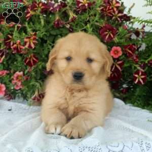 Garry, Golden Retriever Puppy