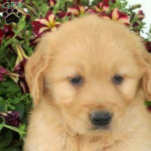Garry, Golden Retriever Puppy