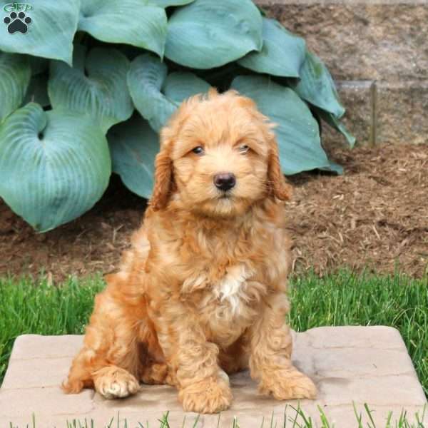 Gavin, Mini Goldendoodle Puppy