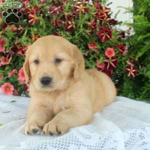 Gavin, Golden Retriever Puppy