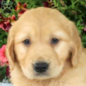 Gavin, Golden Retriever Puppy