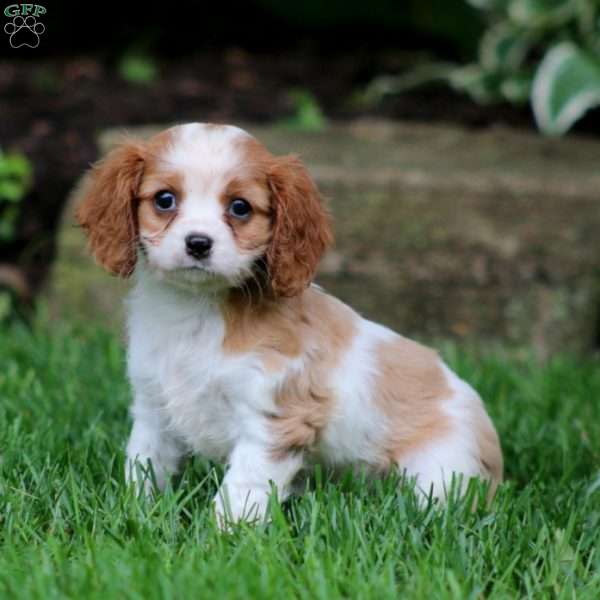 Gavin, Cavalier King Charles Spaniel Puppy