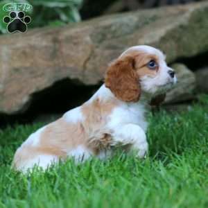 Gavin, Cavalier King Charles Spaniel Puppy