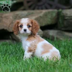 Gavin, Cavalier King Charles Spaniel Puppy