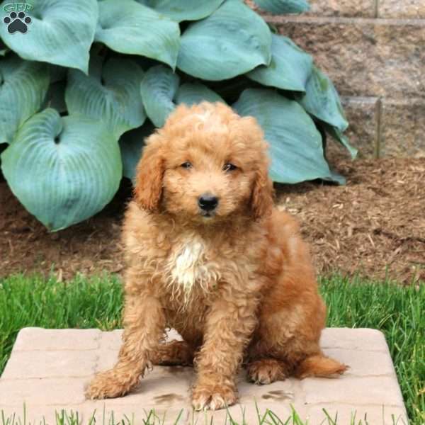 George, Mini Goldendoodle Puppy