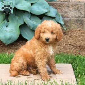 George, Mini Goldendoodle Puppy