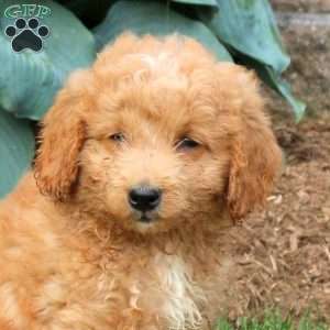 George, Mini Goldendoodle Puppy
