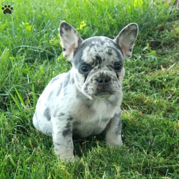 Georgia, French Bulldog Puppy