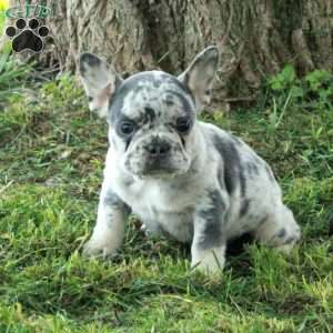 Georgia, French Bulldog Puppy