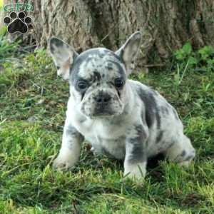 Georgia, French Bulldog Puppy