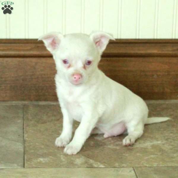 Ghost, Chihuahua Puppy