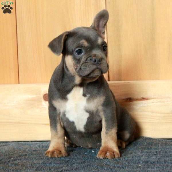 Gibby, French Bulldog Puppy