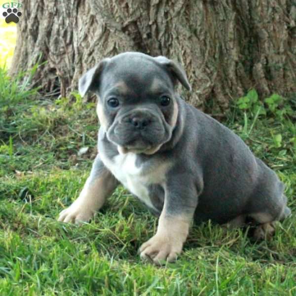 Gibby, French Bulldog Puppy