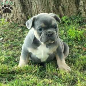 Gibby, French Bulldog Puppy