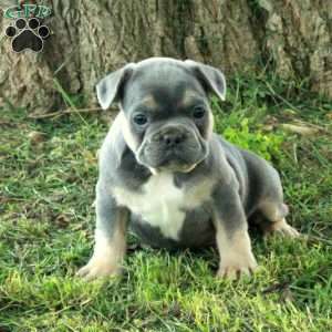 Gibby, French Bulldog Puppy