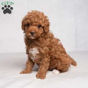 Gilbert, Cavapoo Puppy