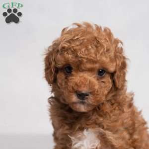 Gilbert, Cavapoo Puppy