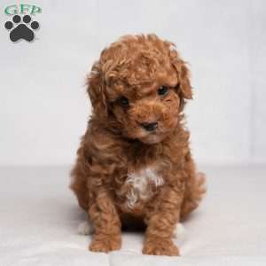 Gilbert, Cavapoo Puppy
