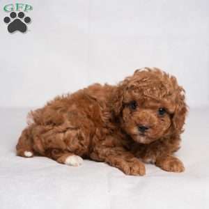 Gilbert, Cavapoo Puppy