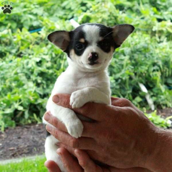 Gilbert, Chihuahua Puppy