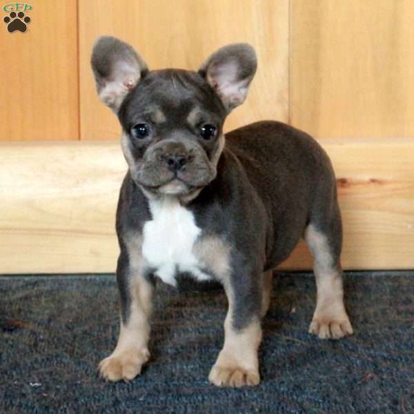 Gillie, French Bulldog Puppy