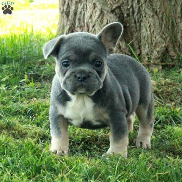 Gillie, French Bulldog Puppy