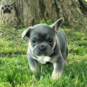 Gillie, French Bulldog Puppy