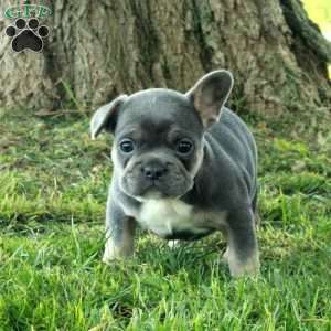 Gillie, French Bulldog Puppy