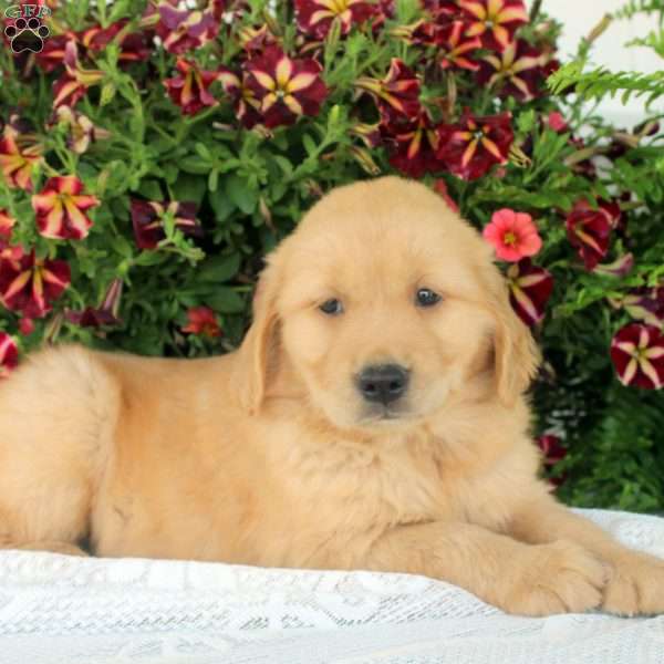 Gina, Golden Retriever Puppy
