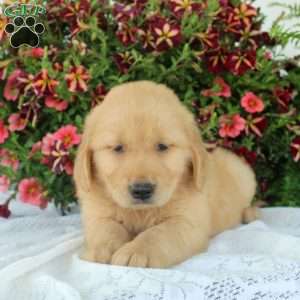 Gina, Golden Retriever Puppy