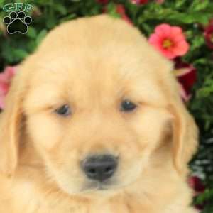 Gina, Golden Retriever Puppy