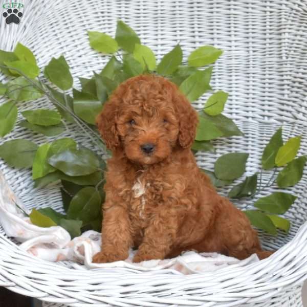 Ginger-F1B, Mini Goldendoodle Puppy
